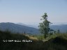 Carpathian trip - tree 